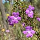 Image of Hemiandra pungens R. Br.