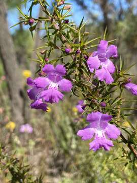 Image of Hemiandra