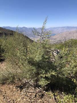 Image of Paiute cypress