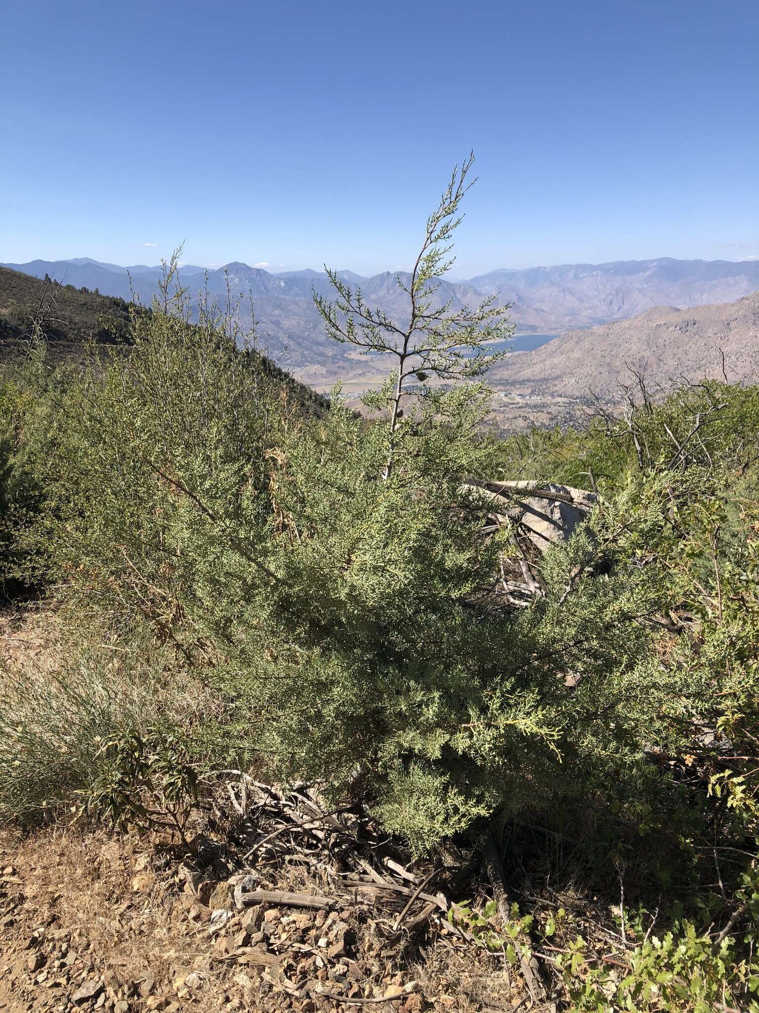 Image of Paiute cypress