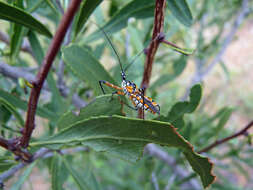 Cosmolestes pictus (Klug 1830) resmi