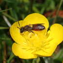 Andrena labiata Fabricius 1781 resmi