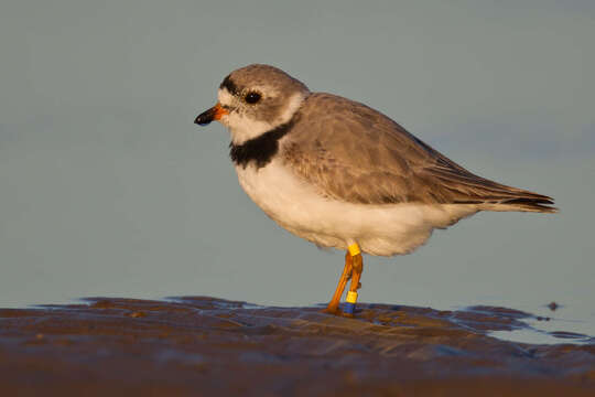 Image of Piping Plover