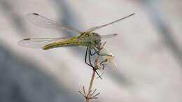 Image of Red-veined Darter