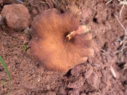 Image of Lactarius serifluus (DC.) Fr. 1838