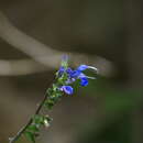 Salvia scutellarioides Kunth resmi