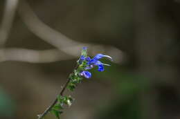 Sivun Salvia scutellarioides Kunth kuva