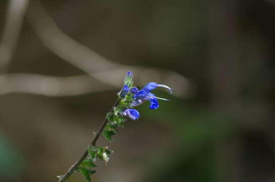 Image of Salvia scutellarioides Kunth