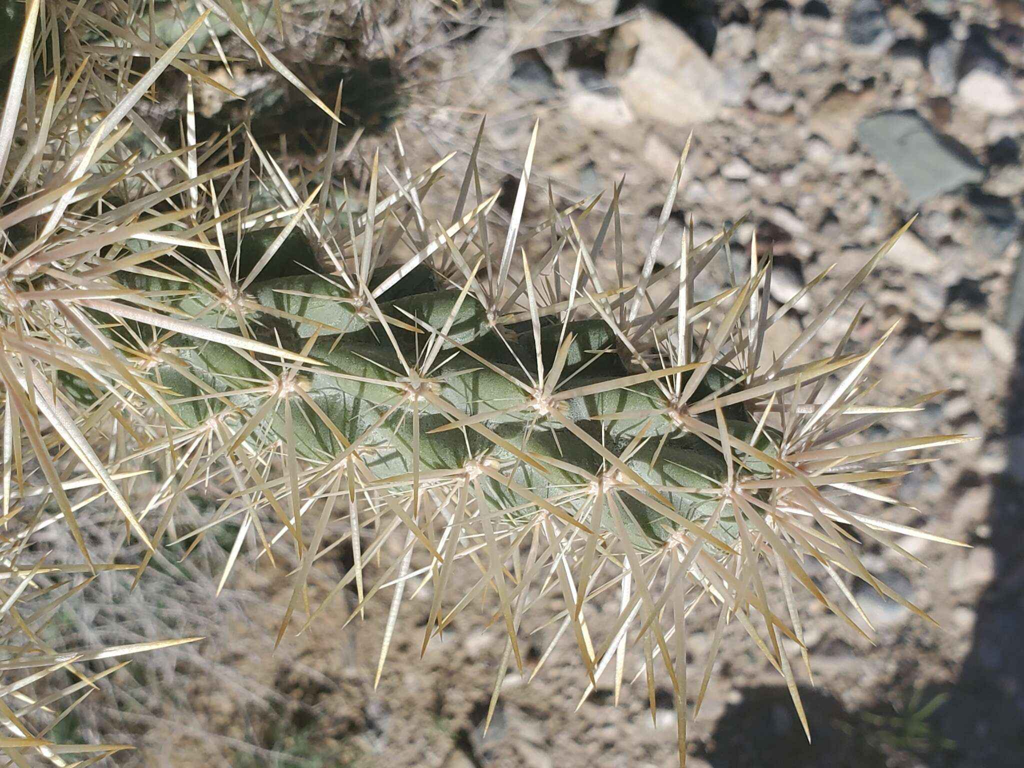 Image of Munz Cholla