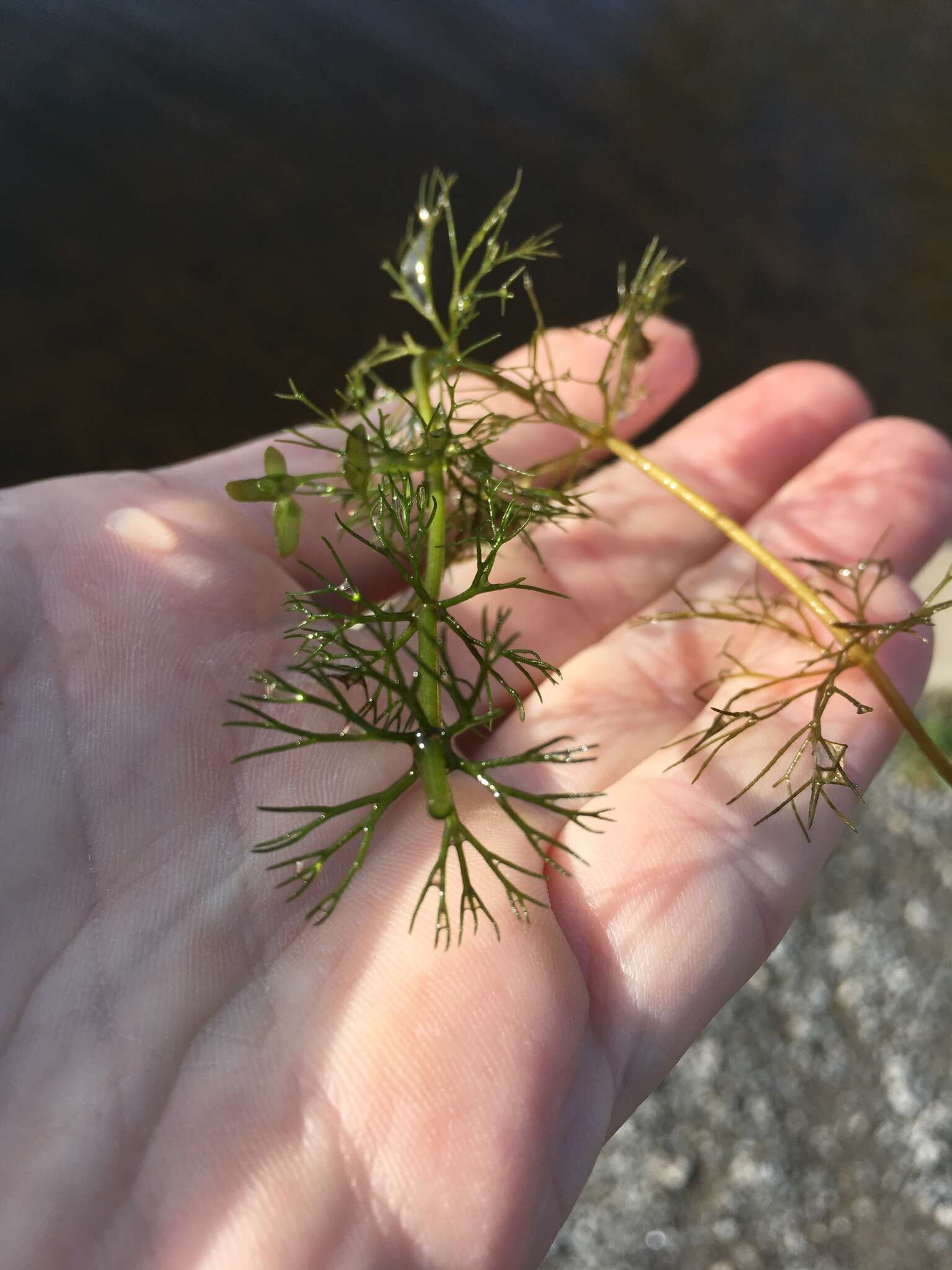 Image of Beck's water-marigold