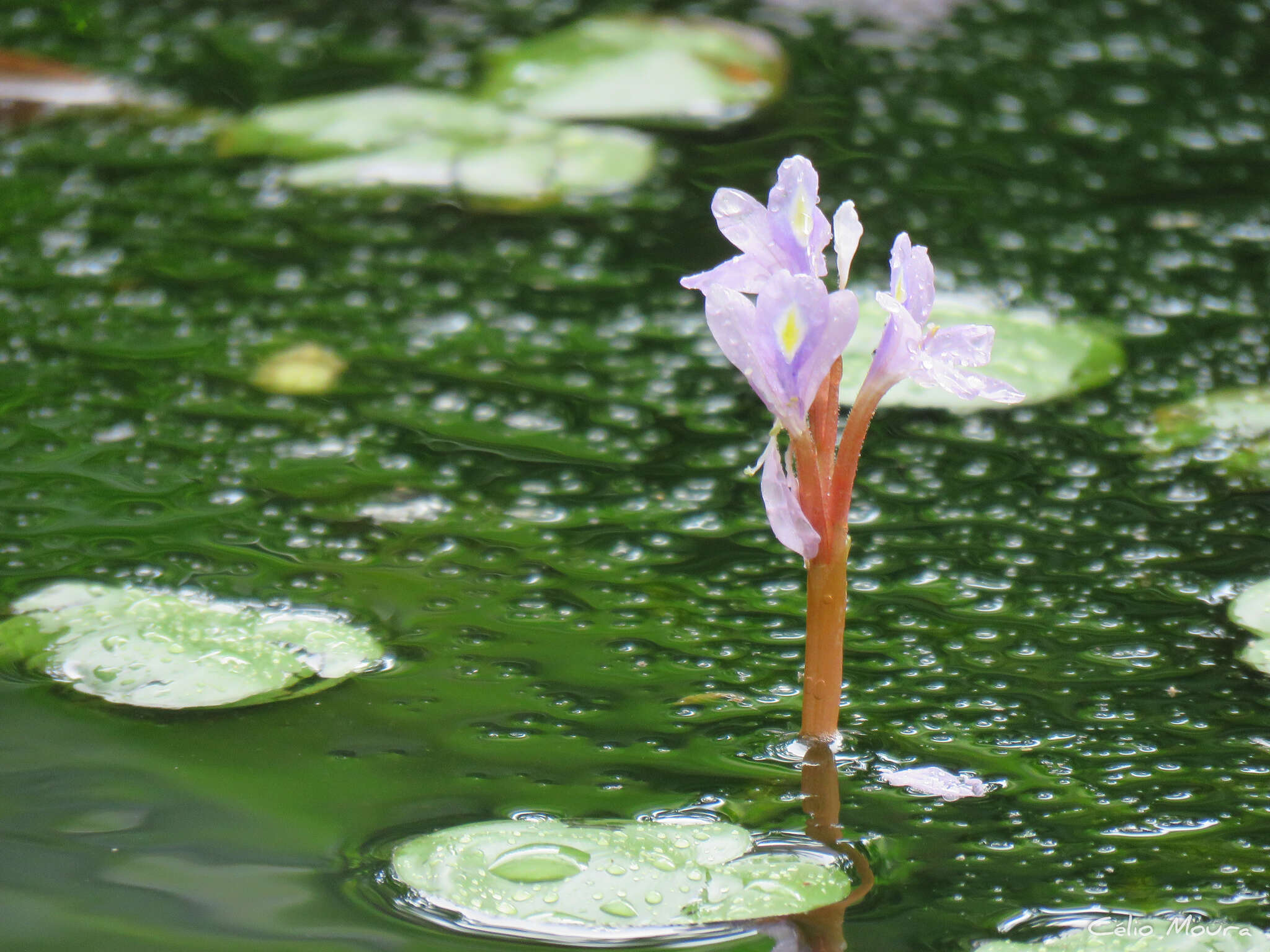 Image of <i>Pontederia diversifolia</i>