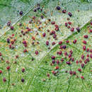 Image of Two-spotted spider mite