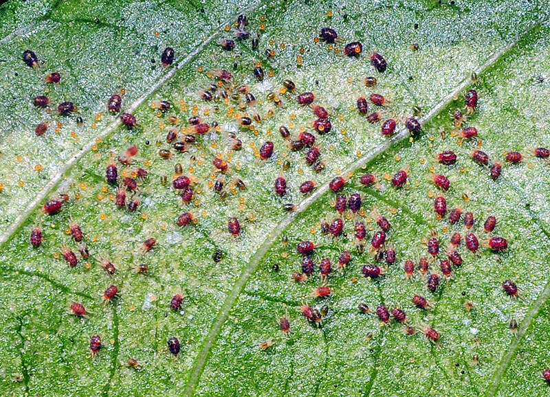 Image of Two-spotted spider mite