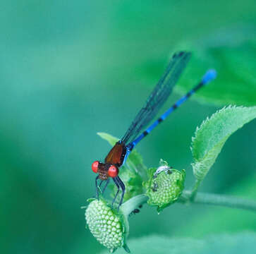 Image of Fiery-eyed Dancer