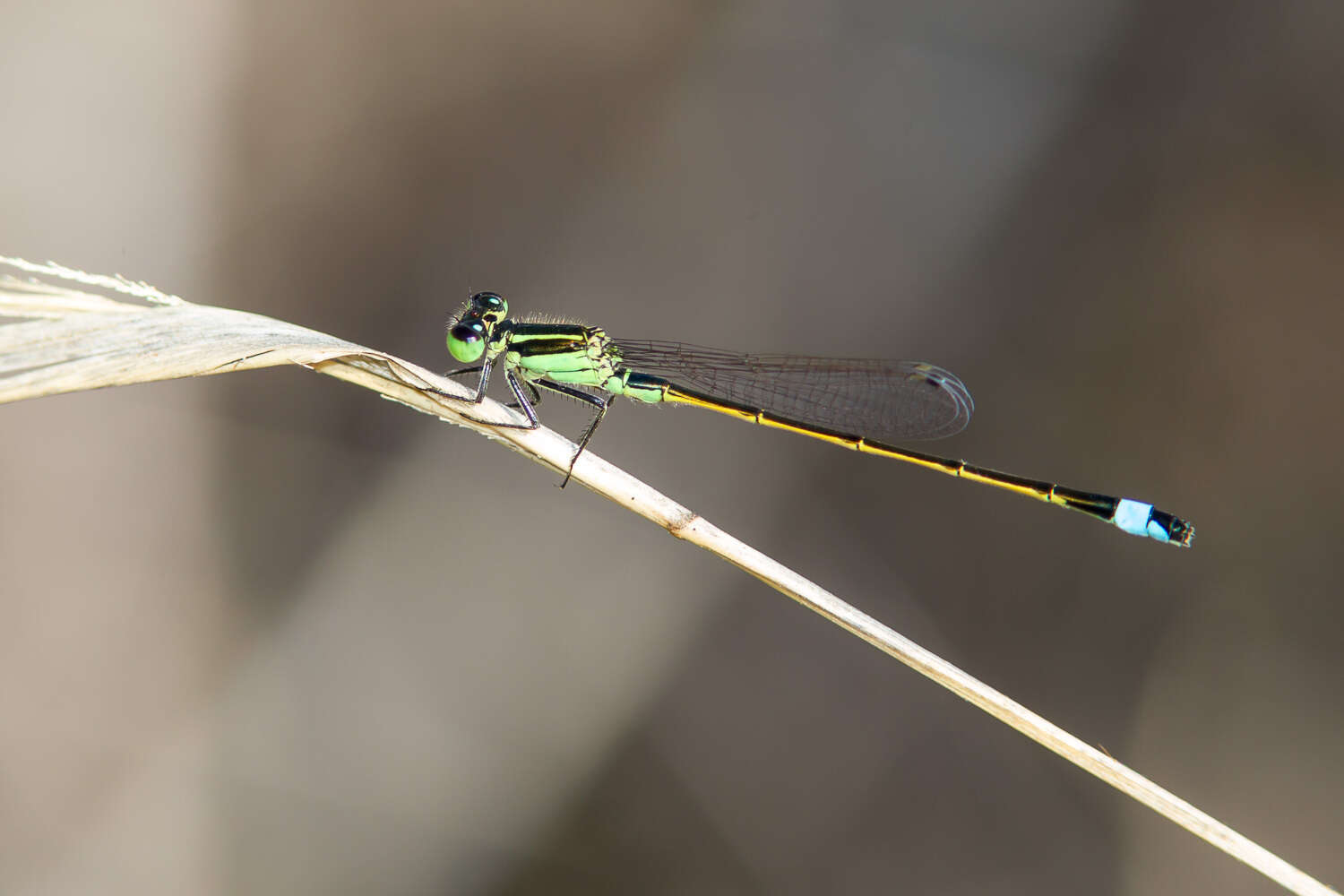 Image of Rambur's Forktail