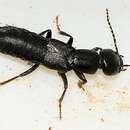 Image of Rove beetle