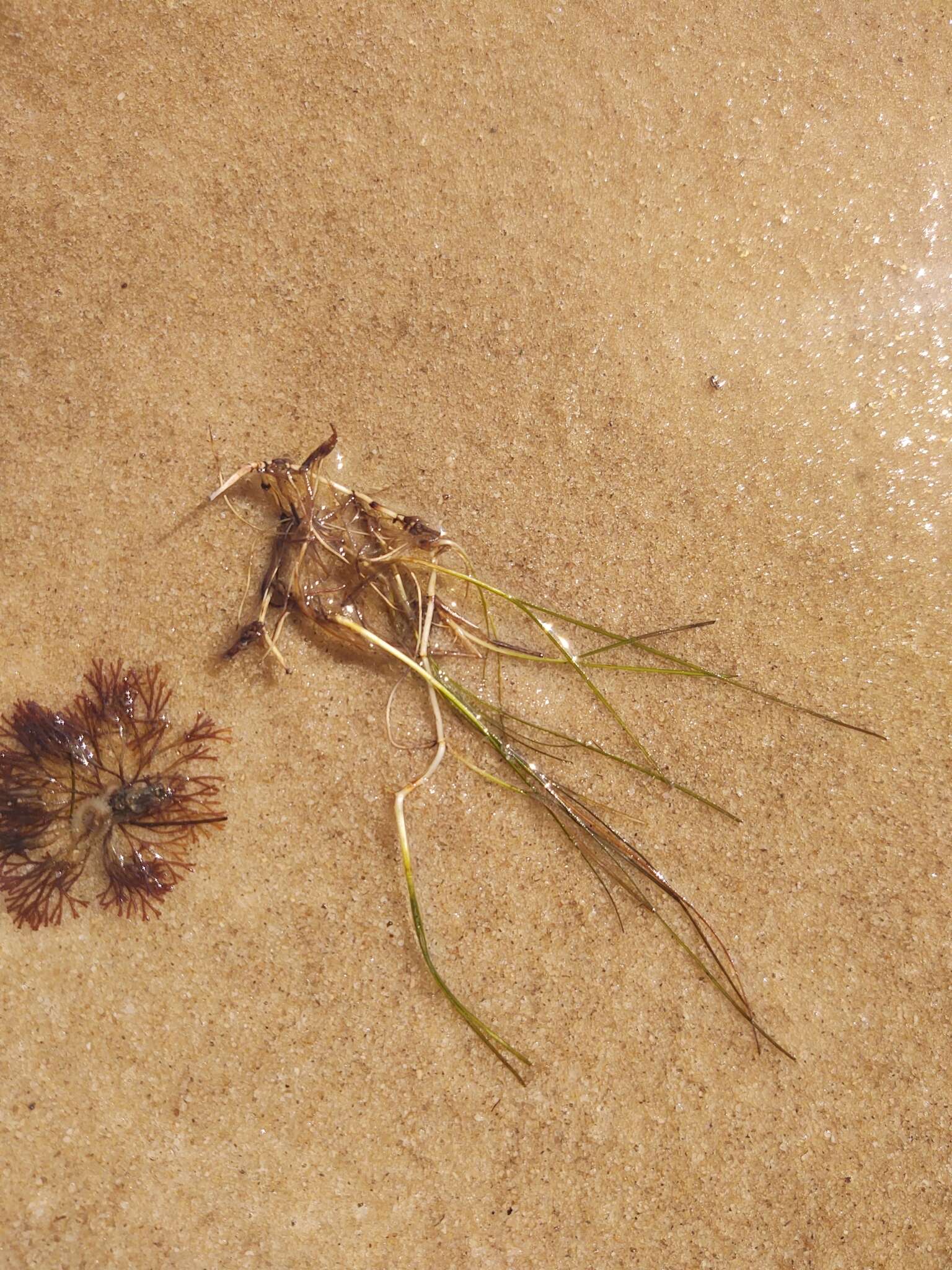 Image of Shoalgrass