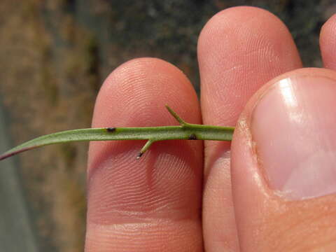 Imagem de Plantago maritima subsp. serpentina (All.) Arcangeli