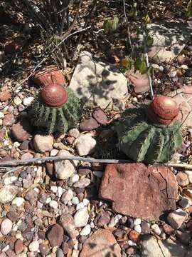 Image of Melocactus zehntneri (Britton & Rose) Leutzelb.