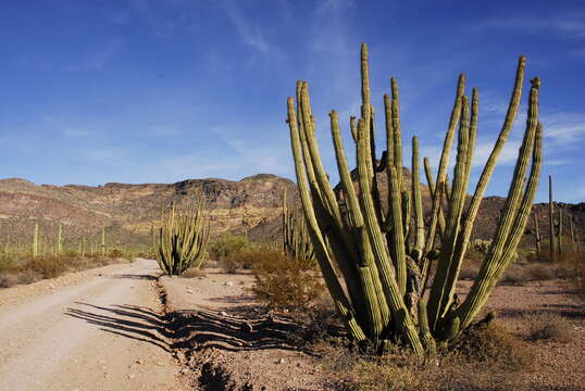 Image of Organ Pipe Cactus