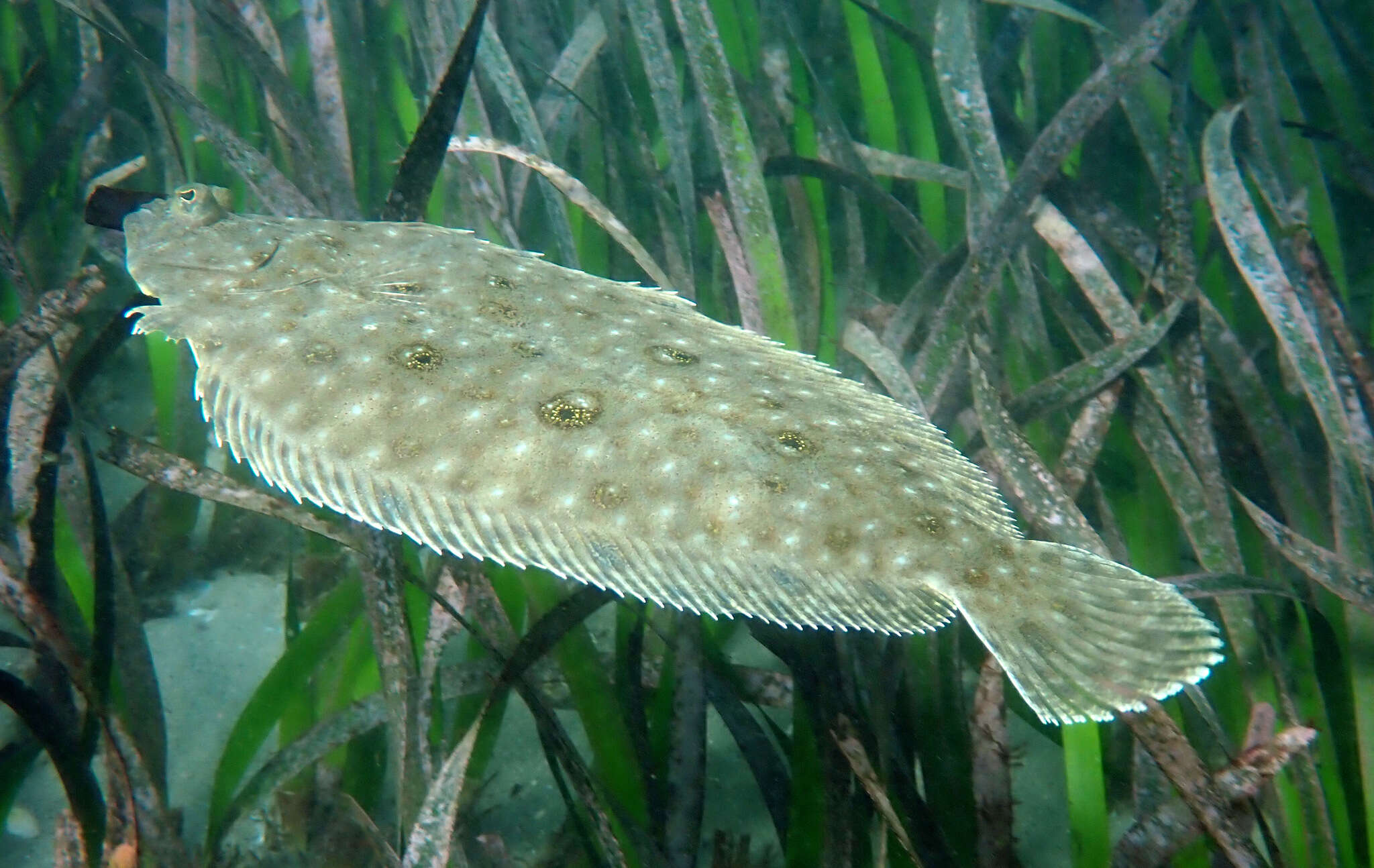 Image of Jenyn&#39;s flounder