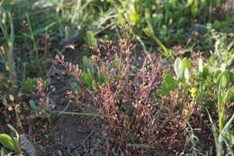 Imagem de Hornungia procumbens (L.) Hayek