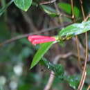 Image of Hillia triflora (Oerst.) C. M. Taylor