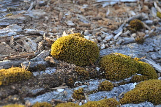 Image of dicranoweisia moss