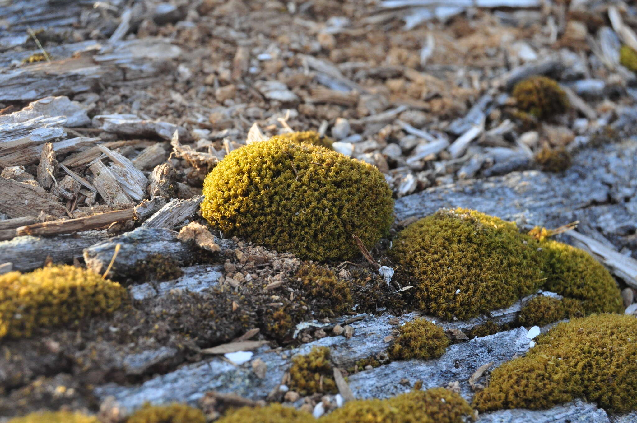 Image of dicranoweisia moss