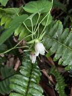 Image de Codonopsis javanica subsp. japonica (Makino) Lammers