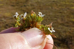 Image of Euphrasia dyeri Wettst.