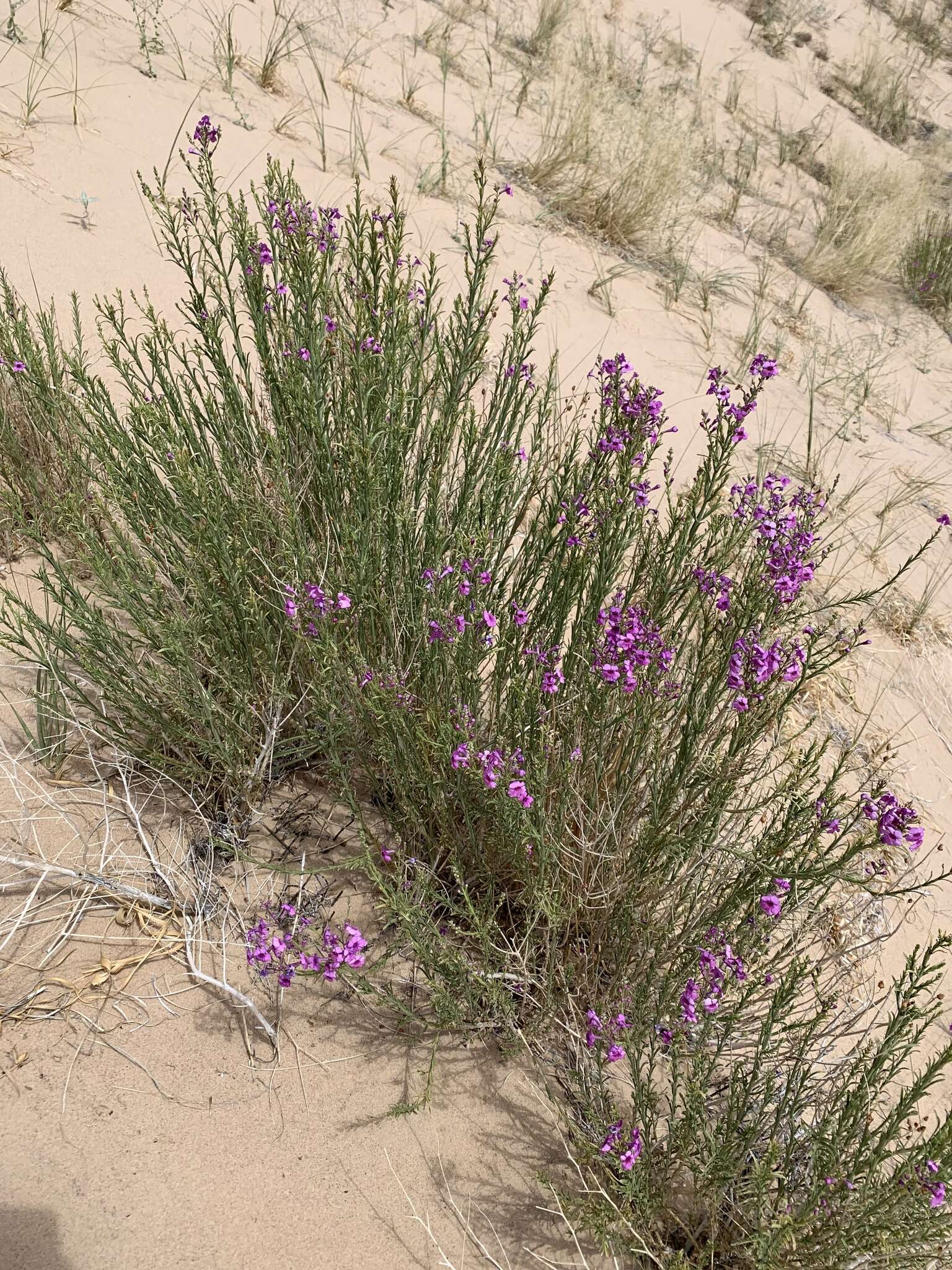 Penstemon thurberi Torr. resmi