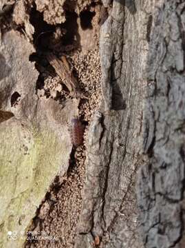 صورة Proporcellio Verhoeff 1907