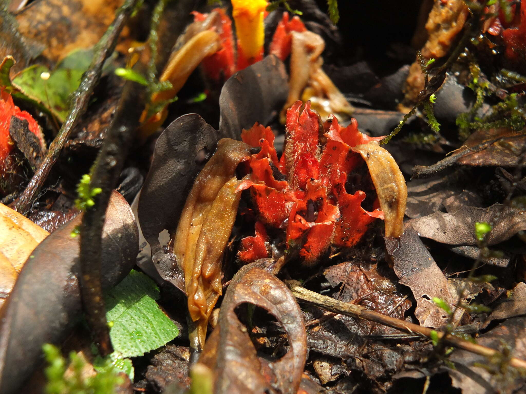 Plancia ëd Christisonia bicolor Gardn.