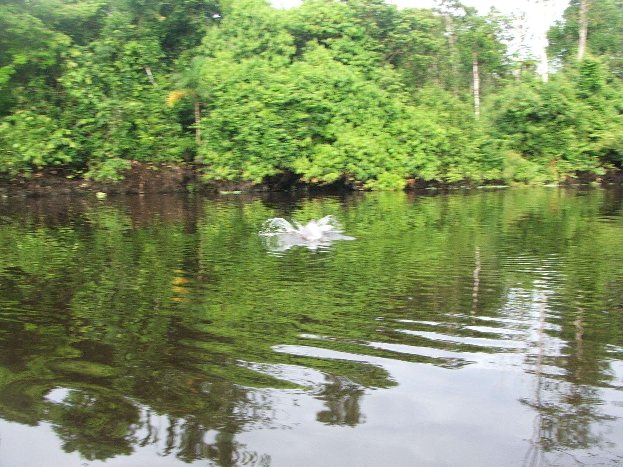 Image of river dolphins