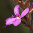 Image of Stylidium hirsutum R. Br.