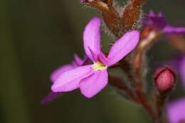 Image of Stylidium hirsutum R. Br.