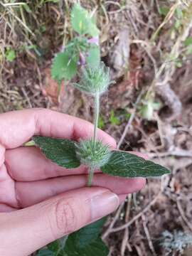 Clinopodium vulgare subsp. arundanum (Boiss.) Nyman resmi