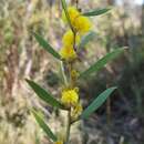 Image of Acacia lanigera A. Cunn.