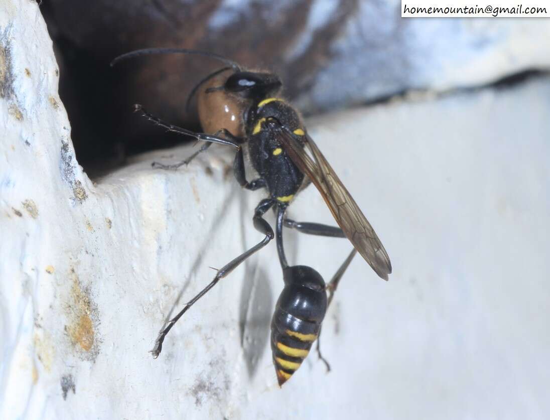 Image of Sceliphron deforme (F. Smith 1856)