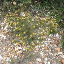 Image of Leucadendron modestum I. Williams