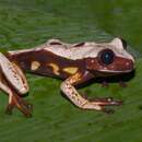 Image of brown-eyed tree frog
