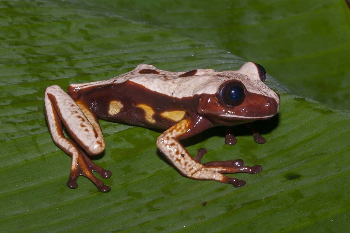 Image of brown-eyed tree frog