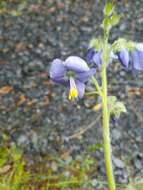 Слика од Polemonium acutiflorum Willd. ex Roem. & Schult.