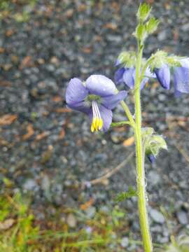 Image of tall Jacob's-ladder