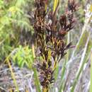 Image of Polynesian Twig-Rush