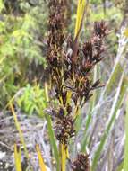 Image of Polynesian Twig-Rush