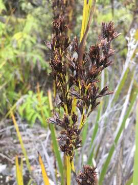 Слика од Machaerina angustifolia (Gaudich.) T. Koyama