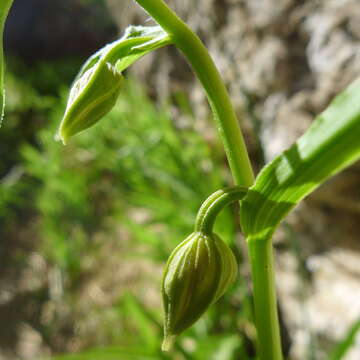 Image of Stream orchid