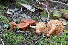 صورة Lactarius lacunarum Romagn. ex Hora 1960